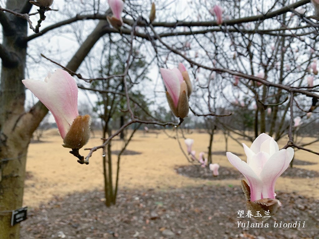 上海湿冷暴击，春天何时到来？别急，“早春信使”已俏然绽放